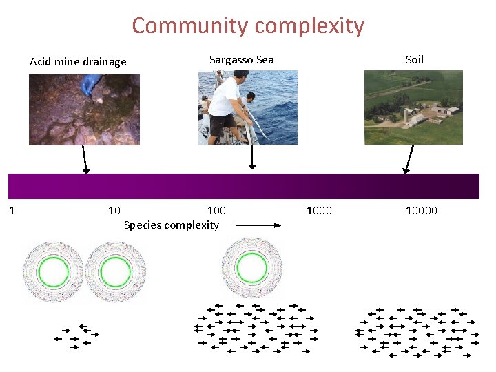 Community complexity Acid mine drainage 1 10 Sargasso Sea 100 Species complexity Soil 10000