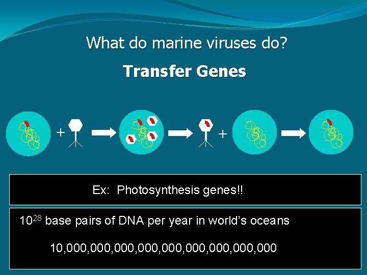 What do marine viruses do? Transfer Genes + + Ex: Photosynthesis genes!! 1028 base