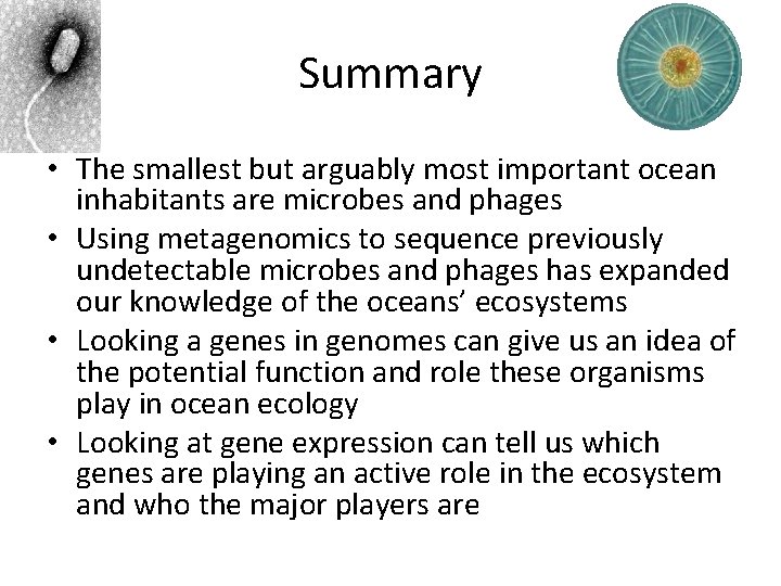 Summary • The smallest but arguably most important ocean inhabitants are microbes and phages