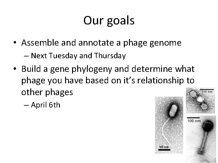 Our goals • Assemble and annotate a phage genome – Next Tuesday and Thursday