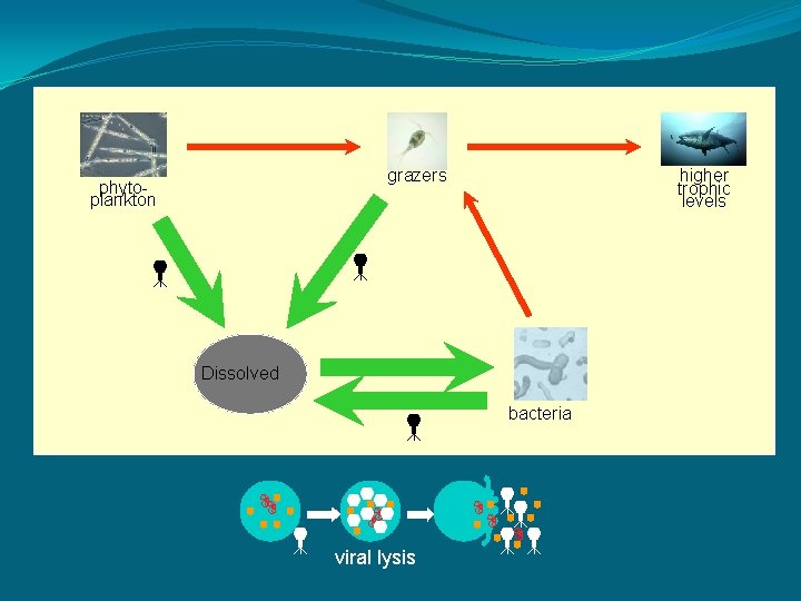 higher trophic levels grazers phytoplankton Dissolved bacteria viral lysis 