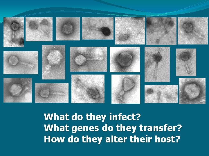 What do they infect? What genes do they transfer? How do they alter their