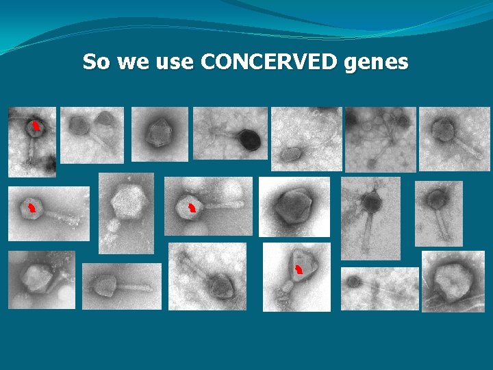 So we use CONCERVED genes 