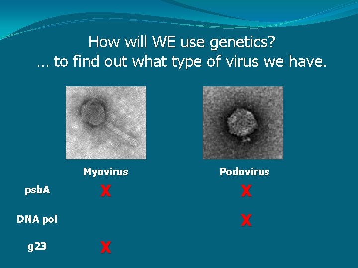 How will WE use genetics? … to find out what type of virus we