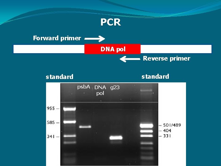 PCR Forward primer DNA pol Reverse primer standard psb. A DNA g 23 pol