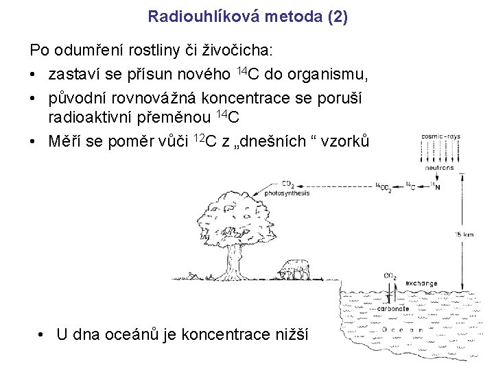 Radiouhlíková metoda (2) Po odumření rostliny či živočicha: • zastaví se přísun nového 14 Radiouhlíková metoda (2) Po odumření rostliny či živočicha: • zastaví se přísun nového 14
