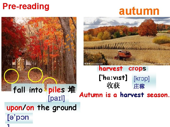 Pre-reading autumn harvest crops [‘hɑ: vɪst] [krɔp] 收获 庄稼 fall into piles 堆 Autumn