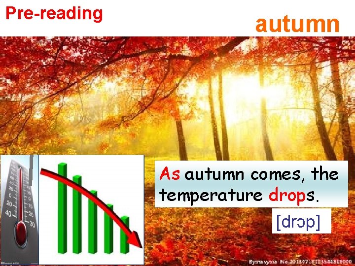 Pre-reading autumn As autumn comes, the temperature drops. [drɔp] 