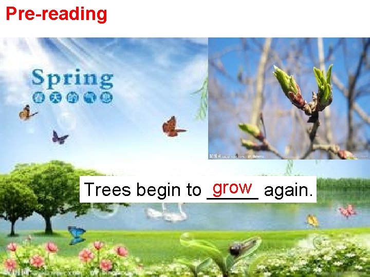 Pre-reading grow again. Trees begin to _____ 