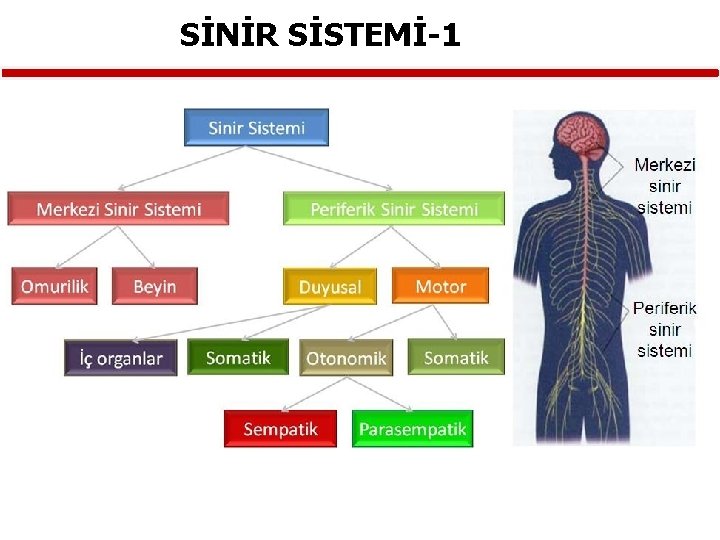 SİNİR SİSTEMİ-1 