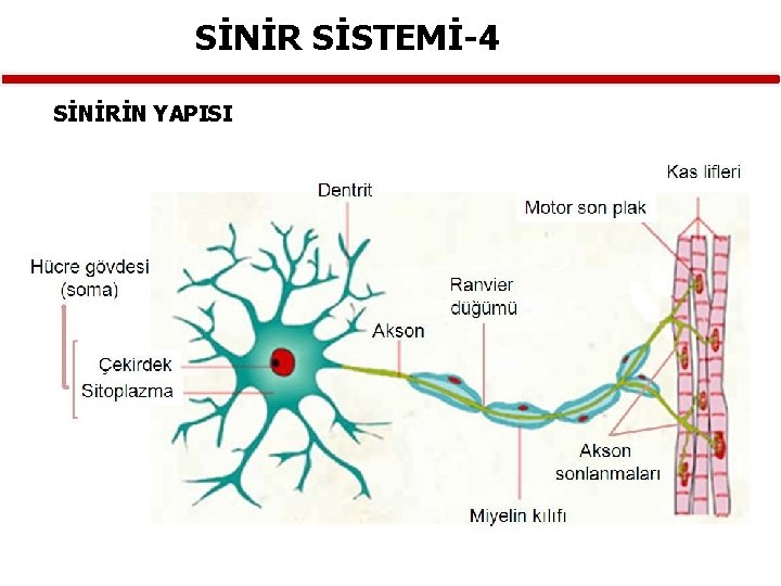 SİNİR SİSTEMİ-4 SİNİRİN YAPISI 