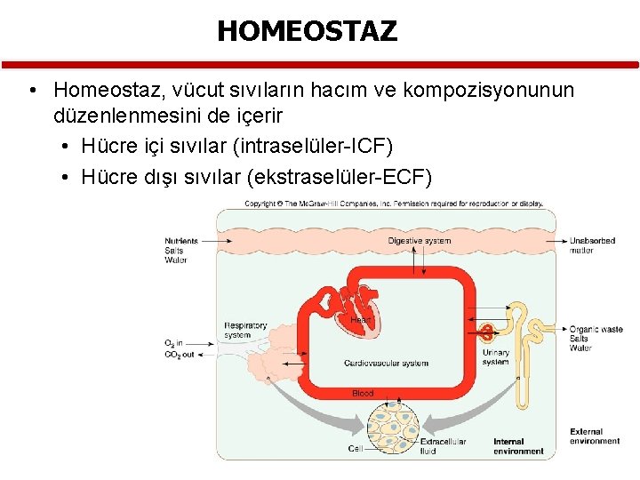 HOMEOSTAZ • Homeostaz, vücut sıvıların hacım ve kompozisyonunun düzenlenmesini de içerir • Hücre içi