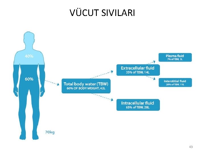 VÜCUT SIVILARI 43 