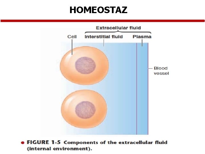 HOMEOSTAZ 