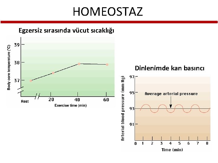 HOMEOSTAZ Egzersiz sırasında vücut sıcaklığı Dinlenimde kan basıncı 