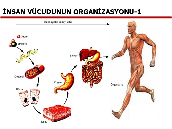 İNSAN VÜCUDUNUN ORGANİZASYONU-1 