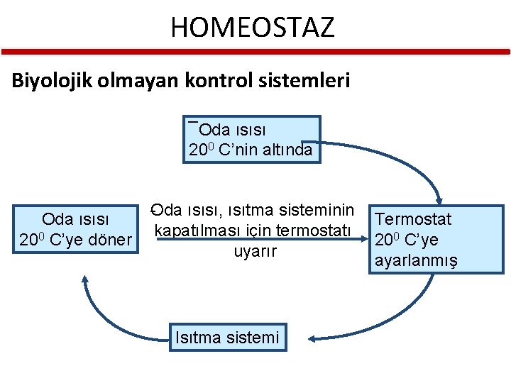 HOMEOSTAZ Biyolojik olmayan kontrol sistemleri ¯Oda ısısı 200 C’nin altında Oda ısısı 200 C’ye