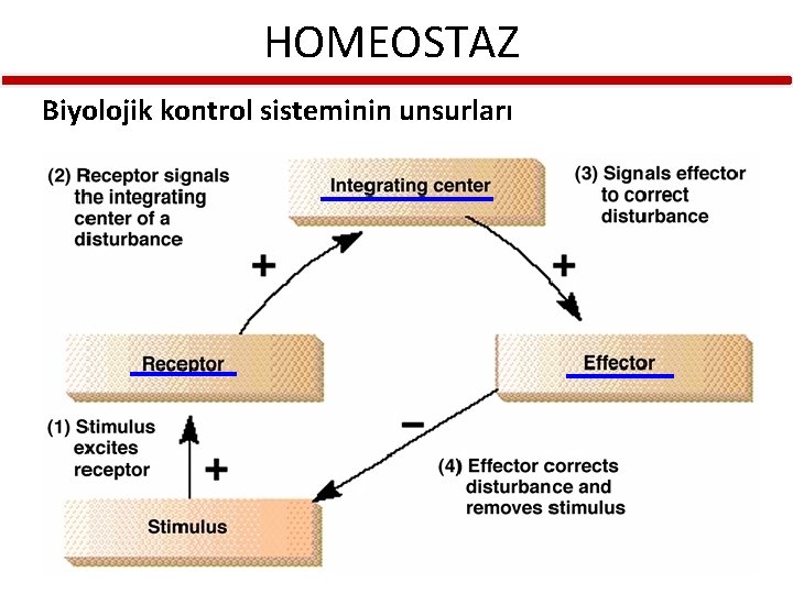 HOMEOSTAZ Biyolojik kontrol sisteminin unsurları 