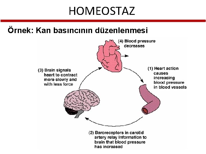 HOMEOSTAZ Örnek: Kan basıncının düzenlenmesi 