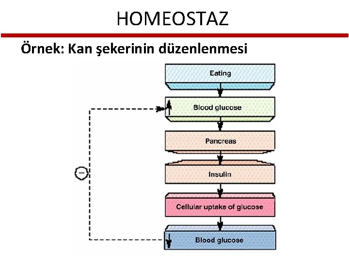 HOMEOSTAZ Örnek: Kan şekerinin düzenlenmesi 