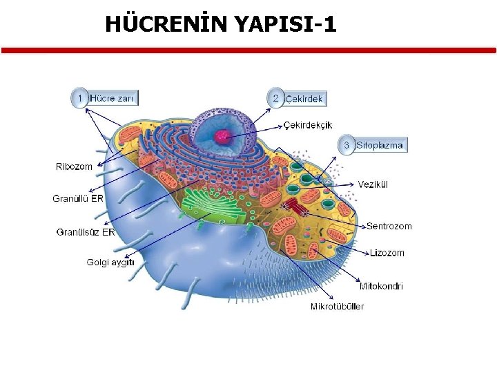 HÜCRENİN YAPISI-1 