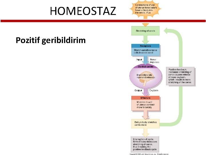 HOMEOSTAZ Pozitif geribildirim 