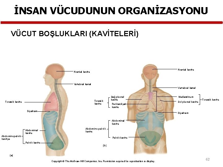 İNSAN VÜCUDUNUN ORGANİZASYONU VÜCUT BOŞLUKLARI (KAVİTELERİ) Kranial kavite Vertebral kanal Sağ plevral kavite Torasik