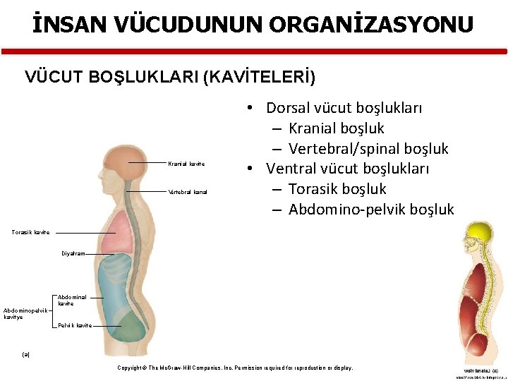 İNSAN VÜCUDUNUN ORGANİZASYONU VÜCUT BOŞLUKLARI (KAVİTELERİ) Kranial kavite Vertebral kanal • Dorsal vücut boşlukları