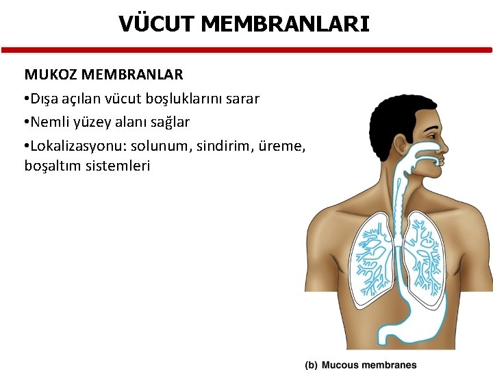 VÜCUT MEMBRANLARI MUKOZ MEMBRANLAR • Dışa açılan vücut boşluklarını sarar • Nemli yüzey alanı