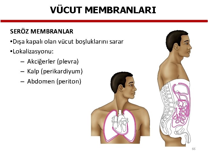 VÜCUT MEMBRANLARI SERÖZ MEMBRANLAR • Dışa kapalı olan vücut boşluklarını sarar • Lokalizasyonu: –