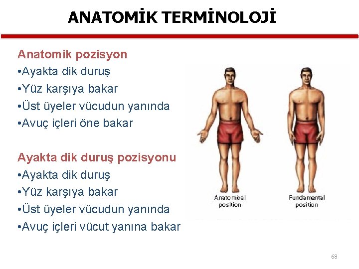 ANATOMİK TERMİNOLOJİ Anatomik pozisyon • Ayakta dik duruş • Yüz karşıya bakar • Üst