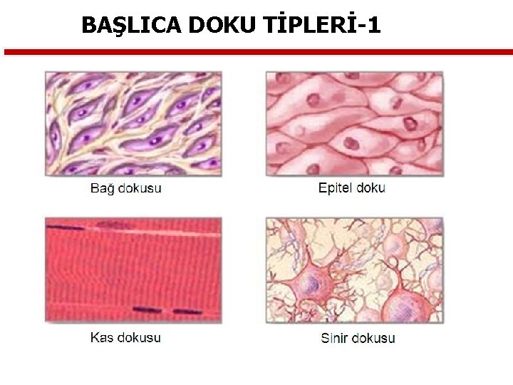 BAŞLICA DOKU TİPLERİ-1 
