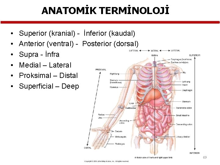 ANATOMİK TERMİNOLOJİ • • • Superior (kranial) İnferior (kaudal) Anterior (ventral) Posterior (dorsal) Supra