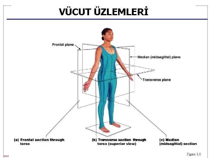 VÜCUT ÜZLEMLERİ 70 