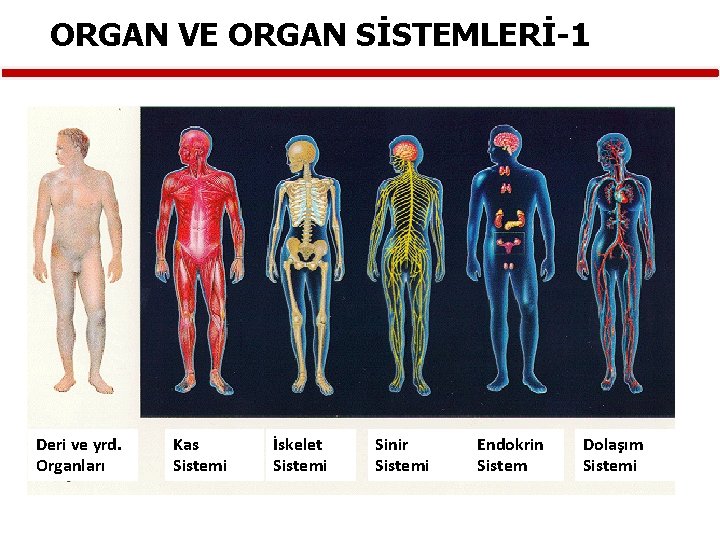 ORGAN VE ORGAN SİSTEMLERİ-1 Deri ve yrd. Organları Kas Sistemi İskelet Sistemi Sinir Sistemi