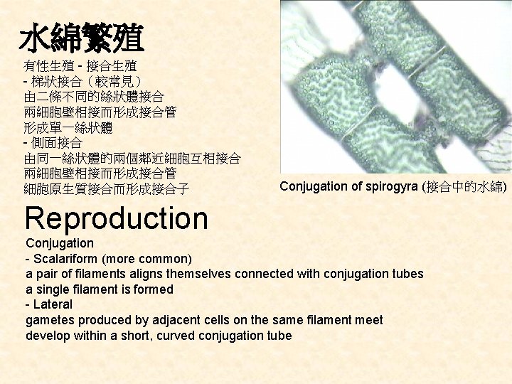 水綿繁殖 有性生殖 - 接合生殖 - 梯狀接合（較常見） 由二條不同的絲狀體接合 兩細胞壁相接而形成接合管 形成單一絲狀體 - 側面接合 由同一絲狀體的兩個鄰近細胞互相接合 兩細胞壁相接而形成接合管 細胞原生質接合而形成接合子