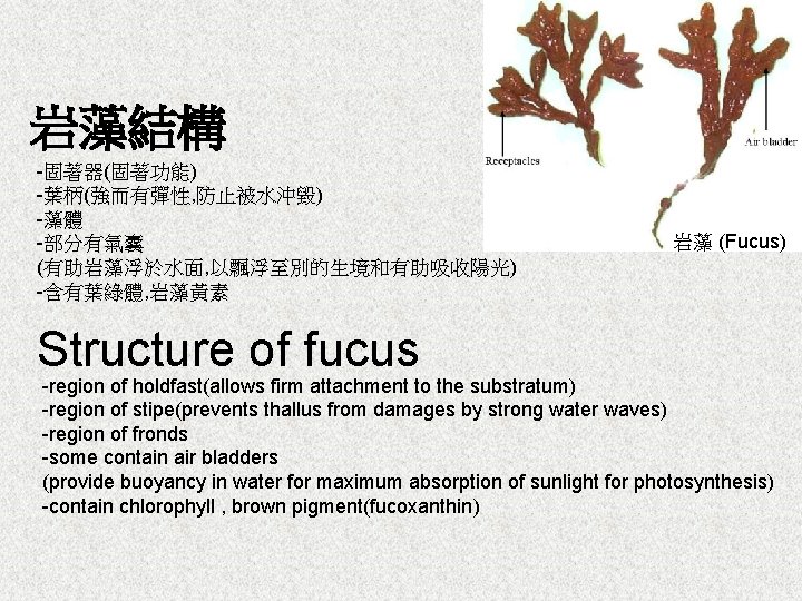 岩藻結構 -固著器(固著功能) -葉柄(強而有彈性, 防止被水沖毀) -藻體 -部分有氣囊 (有助岩藻浮於水面, 以飄浮至別的生境和有助吸收陽光) -含有葉綠體, 岩藻黃素 Structure of fucus 岩藻