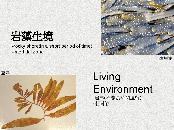 岩藻生境 -rocky shore(in a short period of time) -intertidal zone 墨角藻 巨藻 Living Environment
