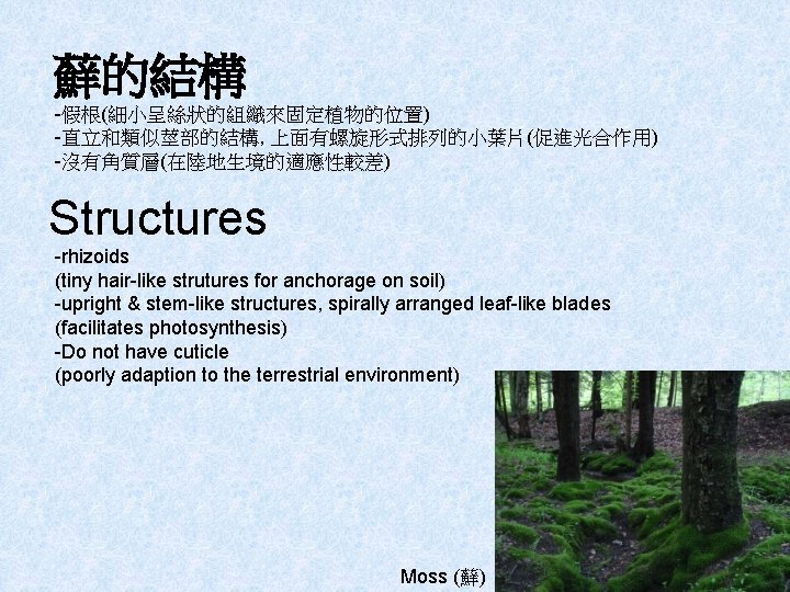 蘚的結構 -假根(細小呈絲狀的組織來固定植物的位置) -直立和類似莖部的結構, 上面有螺旋形式排列的小葉片(促進光合作用) -沒有角質層(在陸地生境的適應性較差) Structures -rhizoids (tiny hair-like strutures for anchorage on soil)