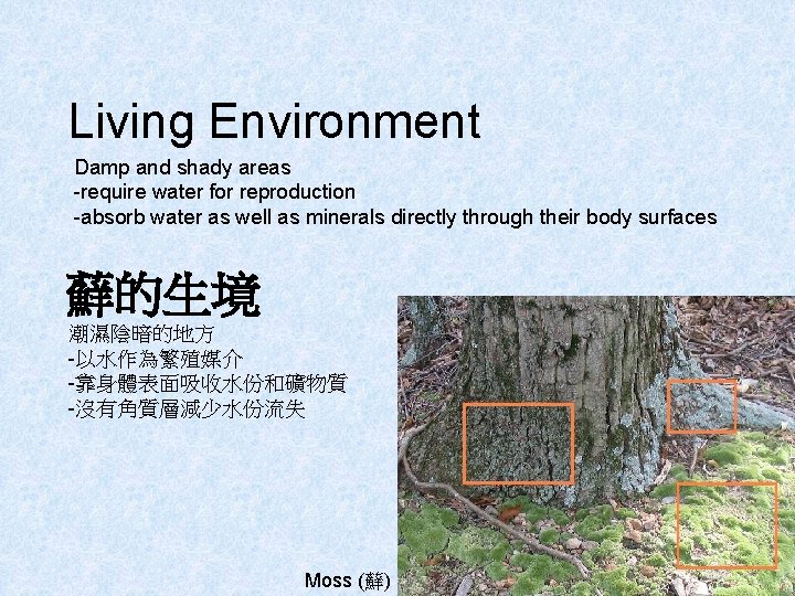 Living Environment Damp and shady areas -require water for reproduction -absorb water as well
