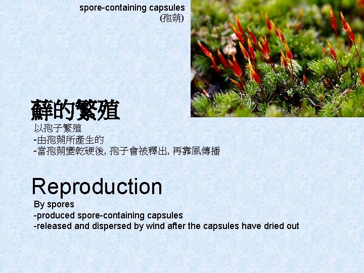 spore-containing capsules (孢蒴) 蘚的繁殖 以孢子繁殖 -由孢蒴所產生的 -當孢蒴變乾硬後, 孢子會被釋出, 再靠風傳播 Reproduction By spores -produced spore-containing