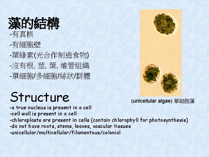 藻的結構 -有真核 -有細胞壁 -葉綠素(光合作制造食物) -沒有根, 莖, 葉, 維管組織 -單細胞/多細胞/絲狀/群體 Structure (unicellular algae) 單細胞藻 -a
