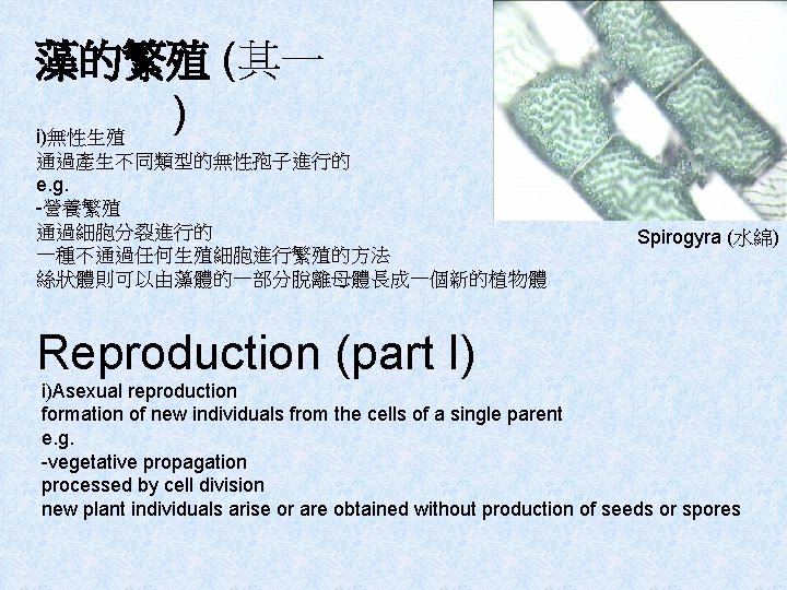 藻的繁殖 (其一 ) i)無性生殖 通過產生不同類型的無性孢子進行的 e. g. -營養繁殖 通過細胞分裂進行的 一種不通過任何生殖細胞進行繁殖的方法 絲狀體則可以由藻體的一部分脫離母體長成一個新的植物體 Spirogyra (水綿) Reproduction