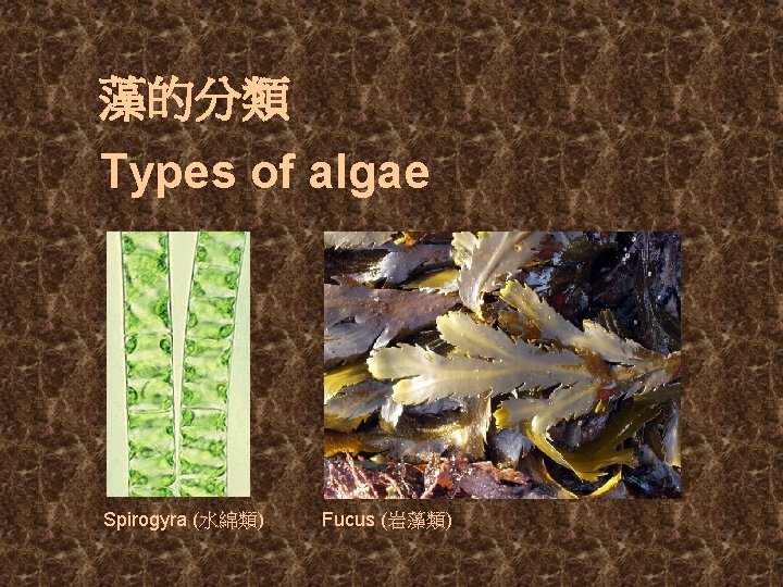 藻的分類 Types of algae Spirogyra (水綿類) Fucus (岩藻類) 
