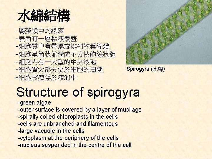 水綿結構 -屬藻類中的綠藻 -表面有一層黏液覆蓋 -細胞質中有帶螺旋排列的葉綠體 -細胞呈筒狀並構成不分枝的絲狀體 -細胞內有一大型的中央液泡 -細胞質大部分位於細胞的周圍 -細胞核懸浮於液泡中 Spirogyra (水綿) Structure of spirogyra -green