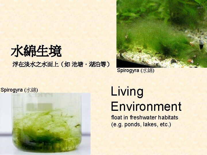 水綿生境 浮在淡水之水面上（如 池塘．湖泊等） Spirogyra (水綿) Living Environment float in freshwater habitats (e. g. ponds,