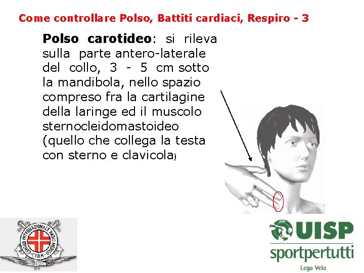 Come controllare Polso, Battiti cardiaci, Respiro - 3 Polso carotideo: carotideo si rileva sulla