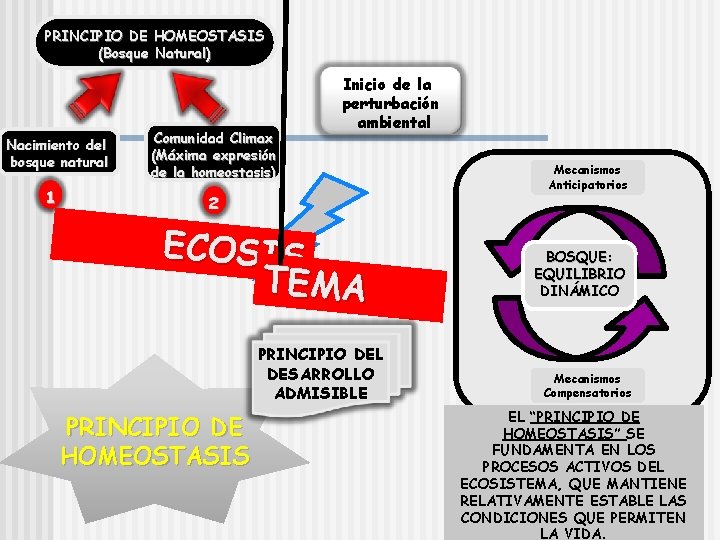 PRINCIPIO DE HOMEOSTASIS (Bosque Natural) Nacimiento del bosque natural 1 Comunidad Climax (Máxima expresión