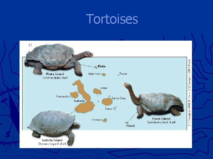 Tortoises 
