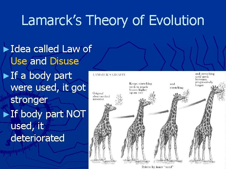 Lamarck’s Theory of Evolution ► Idea called Law of Use and Disuse ► If